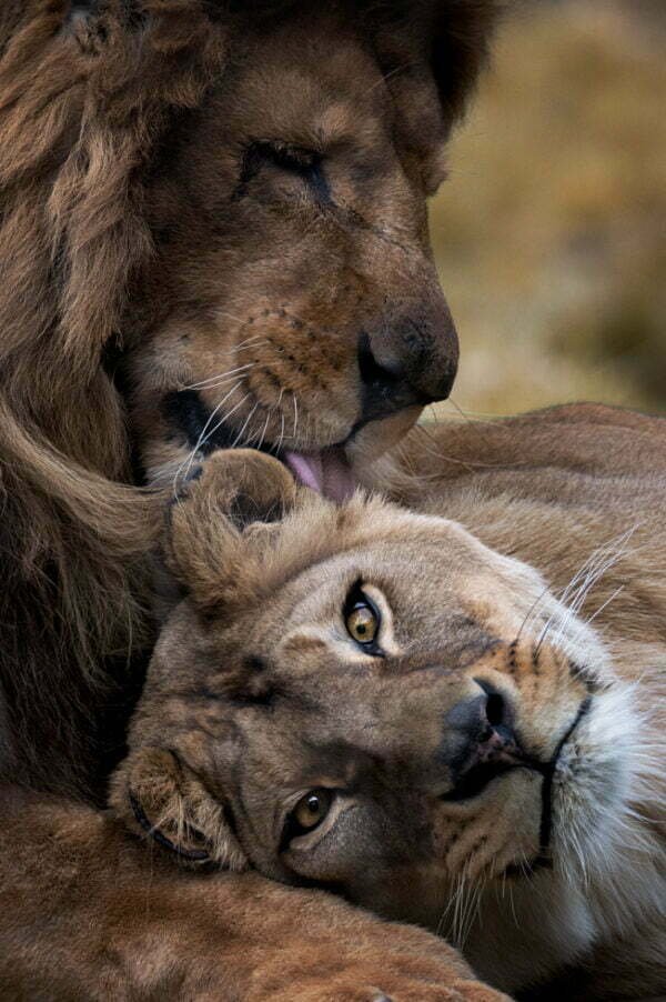 Photographie portrait d'un lion et d'une lionne - Amour de lions