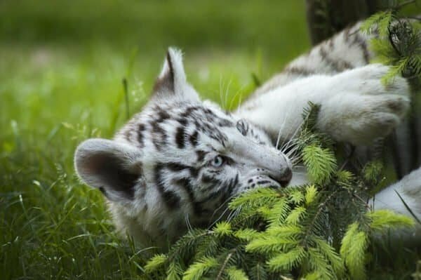 Photographie portrait d'un bébé tigre blanc
