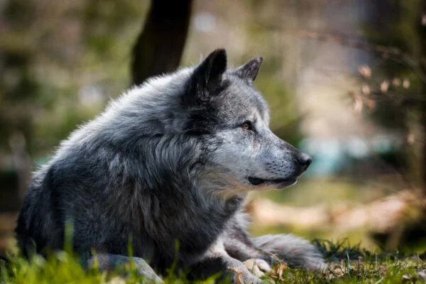 Photographie portrait d'un loup