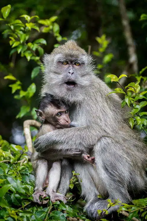 Photographie portrait d'une Maman macaque et son bébé de l'île maurice