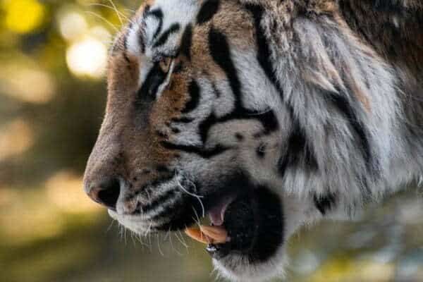Photographie portrait d'un tigre du bengale