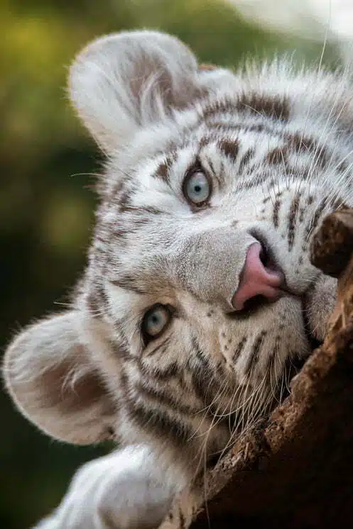 Photographie portrait d'un bébé tigre blanc