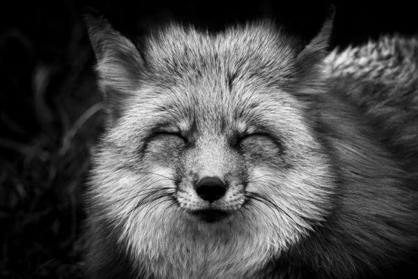 Photographie portrait en noir et blanc de renard